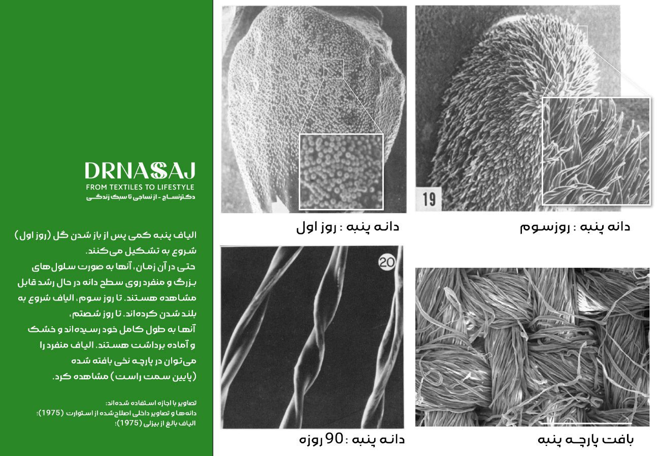 نخ پنبه | پارچه پنبه | نساجی | خرید پنبه | قیمت پنبه | انواع پنبه