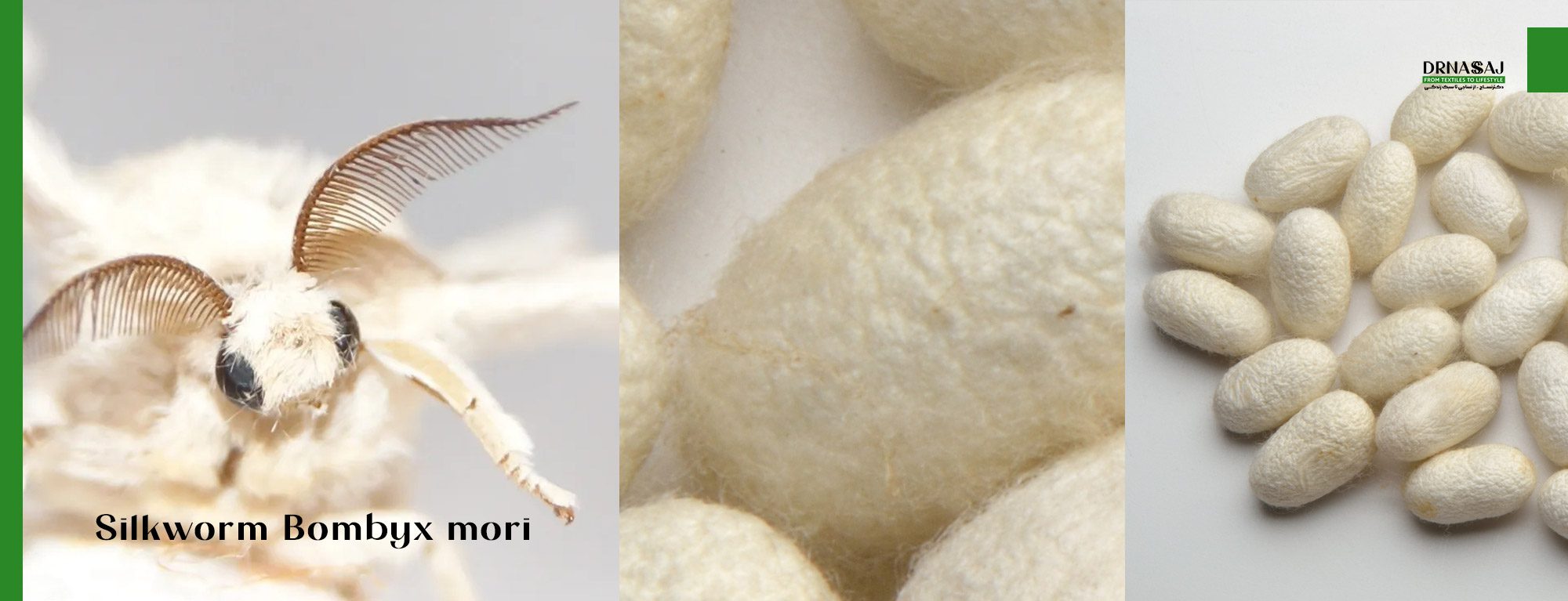 برترین پارچه ها | لوکس ترین پارچه ها | پارچه های خاص | مهمترین پارچه ها | تاریخ پارچه